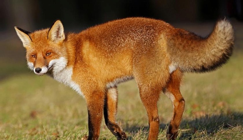 В одном из районов Калужской области установили карантин по бешенству