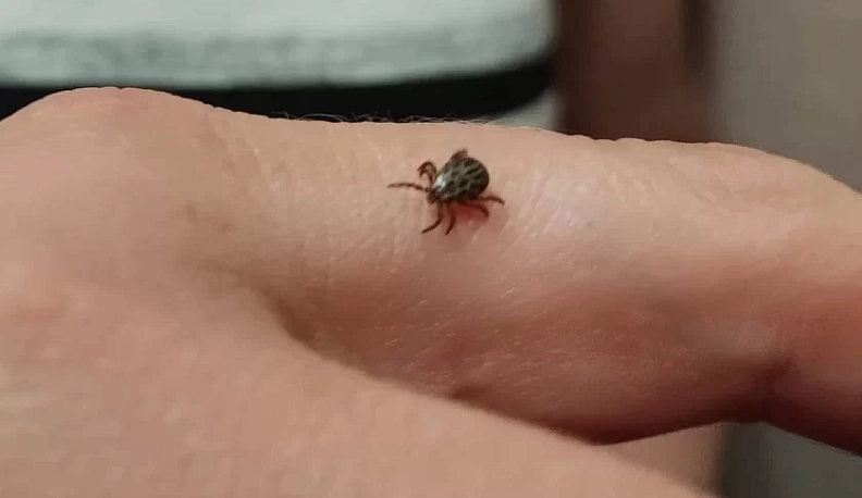 За неделю клещи покусали 200 калужан