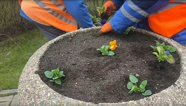 В Обнинске к майским праздникам наведут порядок на клумбах