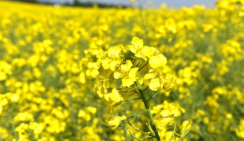 В Калужской области увеличивают объем производства рапса