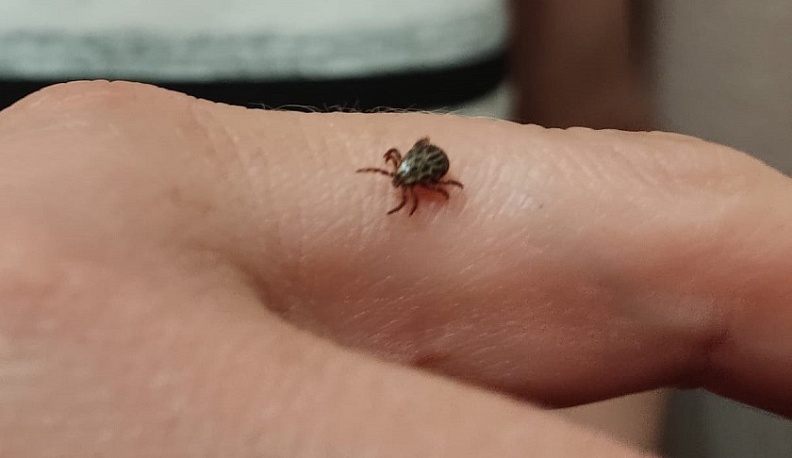 Более 200 жителей Калужской области пострадали от укусов клещей