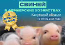 Первое место в ЦФО занимает Калужская область по выращиванию свиней Первое место в ЦФО занимает Калужская область по выращиванию свиней