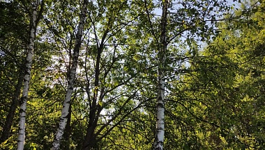 В Калужской области обсудили защиту лесов от вредителей