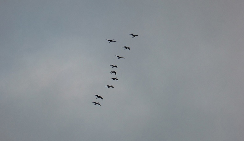 В Калужской области стали чаще замечать больших бакланов