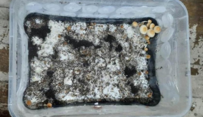 Калужане выращивали в гараже и продавали галлюциногенные грибы