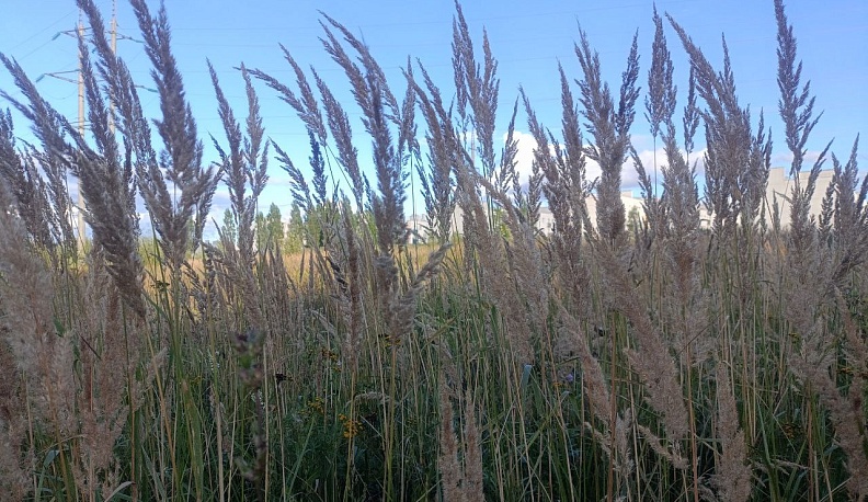 Жителя Подмосковья оштрафовали второй раз за заброшенный участок в Калужской области