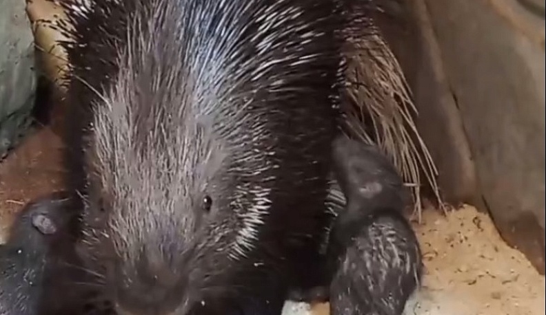 В калужской «Биосфере» стало больше дикобразов