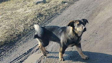 В Обнинске в 2025 году 13 безнадзорных собак отправлены в приюты