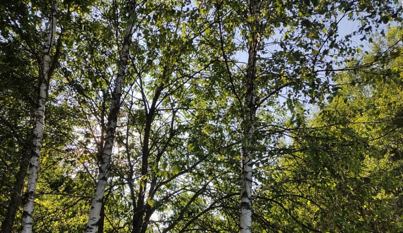 В Калужской области сохраняется низкая опасность пожаров в лесах