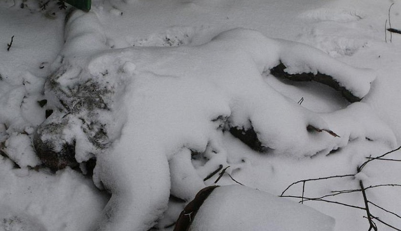 В калужском бору нашли труп 31-летней женщины