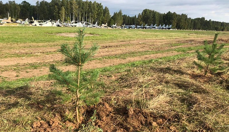 В Медынском районе Ольга Коробова и Игорь Угольников высадили аллею «Народное ополчение» 