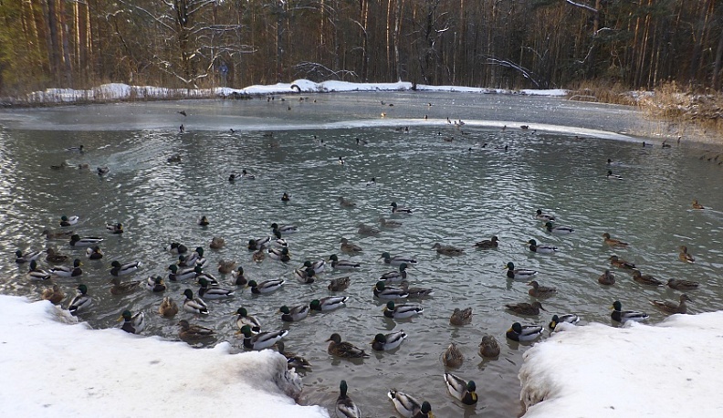  150 перелетных птиц не хотят покидать Калугу на зиму