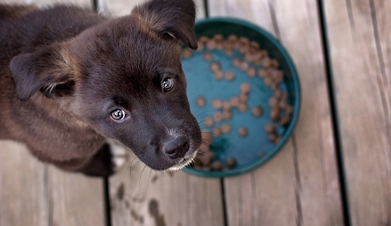 Дмитрий Денисов рассказал о содержании бродячих собак в калужском приюте