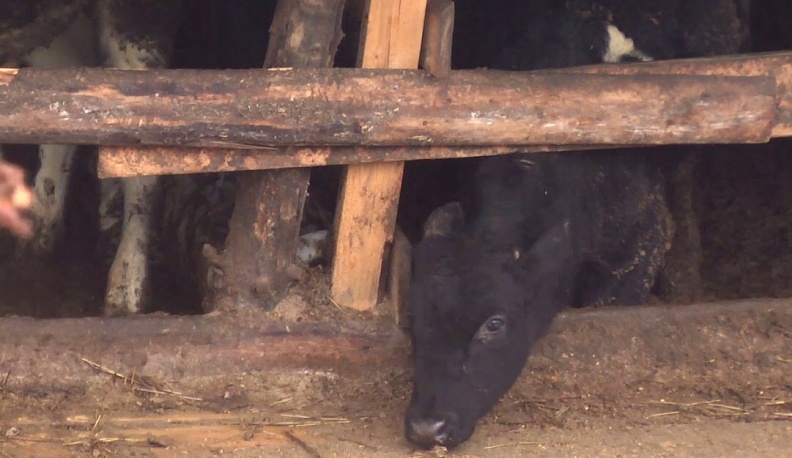 «Летающие» коровы и крепкие запахи