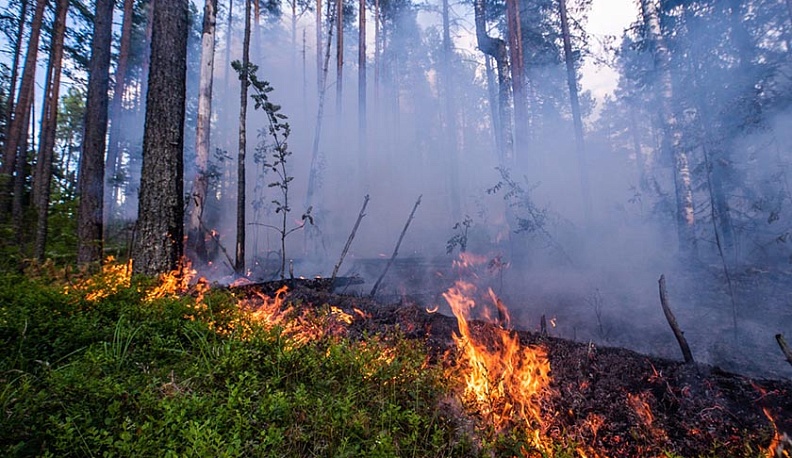 В восьми районах Калужской области МЧС объявило третий класс пожарной опасности