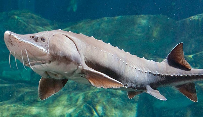 «Москвариум» рассказал о краснокнижной калуге