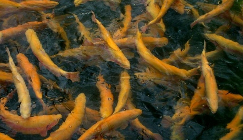 Чтобы наполнился «Океан»