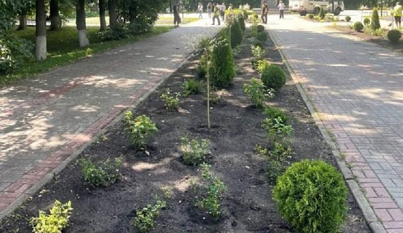 В калужском сквере Мира посадили многолетники