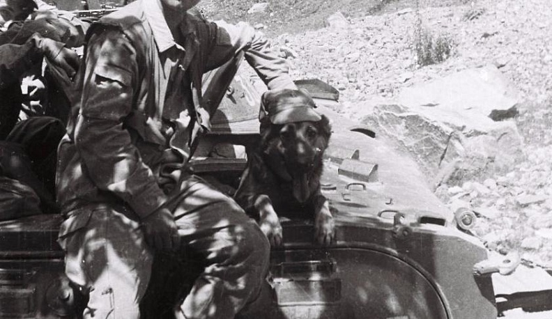 Жизнь… на кончике собачьего носа