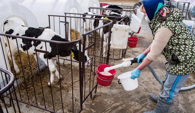 Здесь рождаются молочные реки