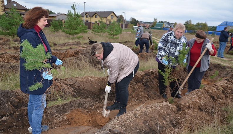 На берегу Угры высажены более тысячи сосновых саженцев