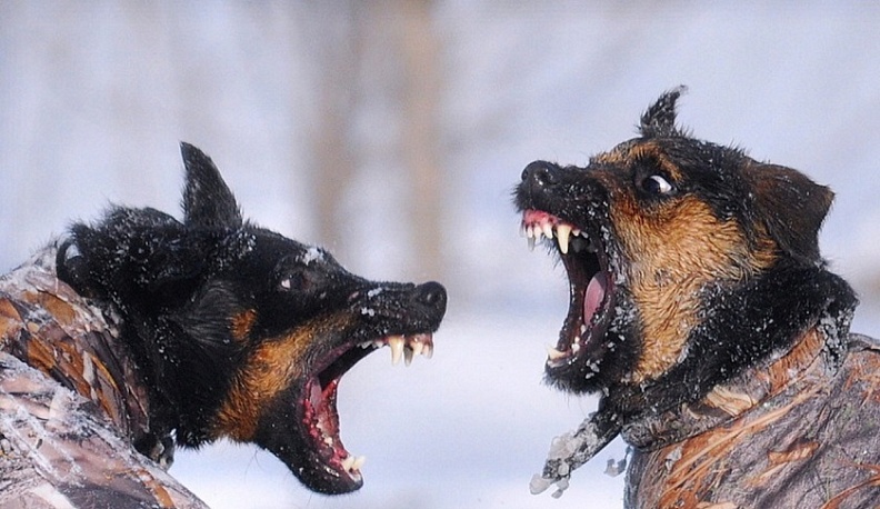 Прокуратура проверит сообщения о центре по притравке собак в Калужской области