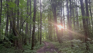 В Хвастовичском округе приступили к весенним работам по лесовосстановлению