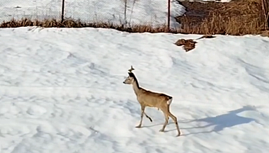 В пригород Калуги забрела косуля и поранилась о забор