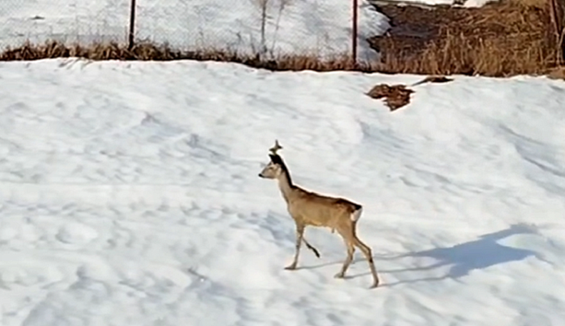 В пригород Калуги забрела косуля и поранилась о забор
