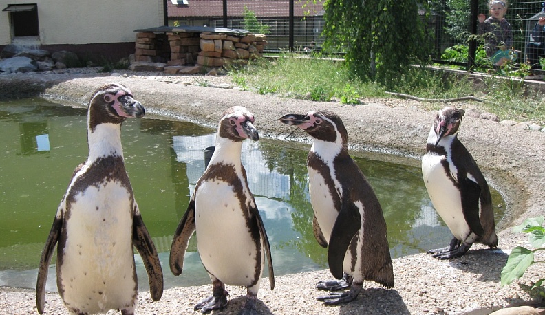 ...И пингвины будут вам благодарны!