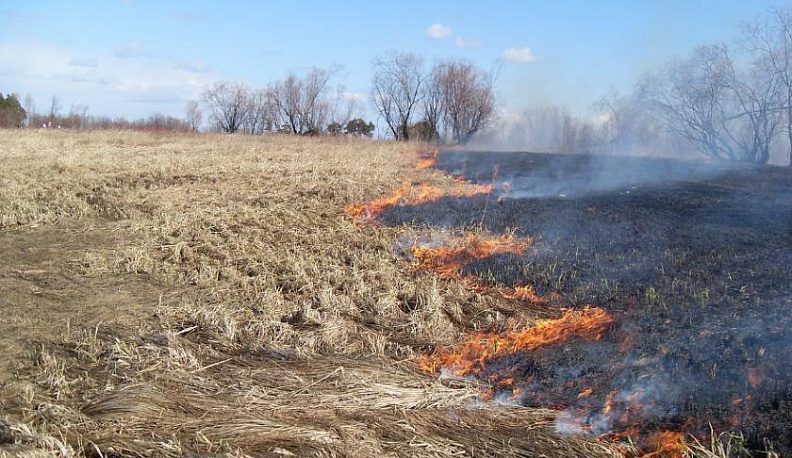 В области начинают бороться с самовольным палом травы