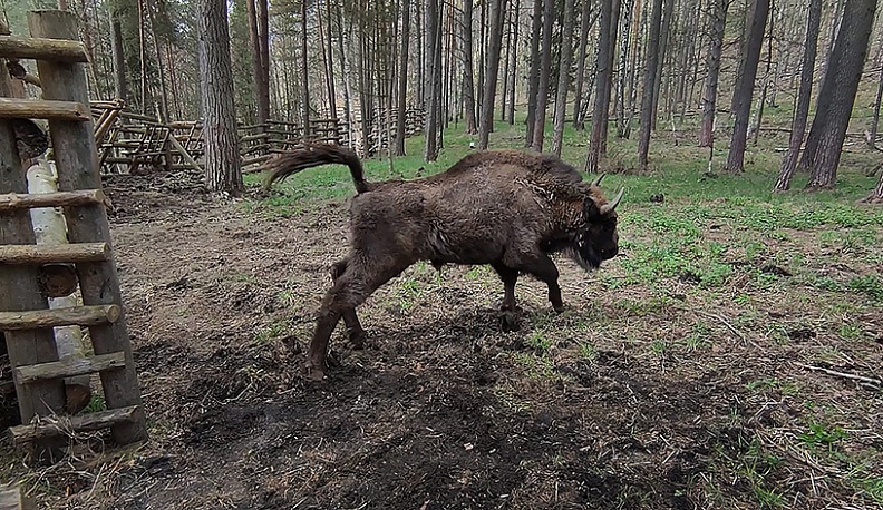 Дюжину молодых зубров привезли на ПМЖ в национальный парк «Угра» под Калугой