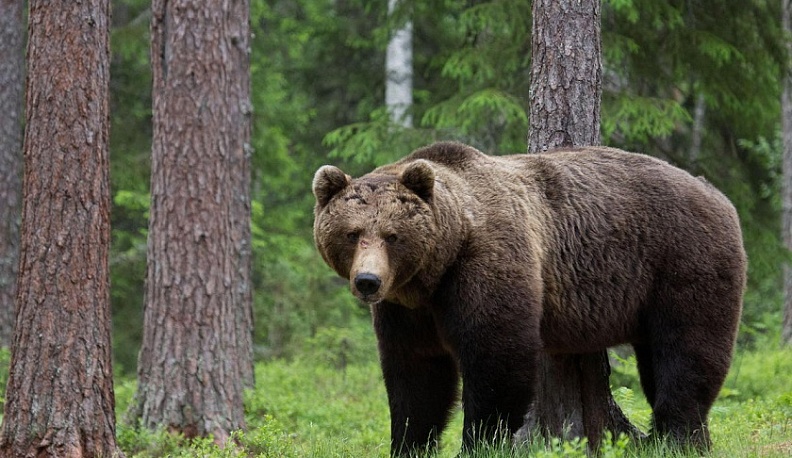 В лесу Калужской области запечатлели медведя
