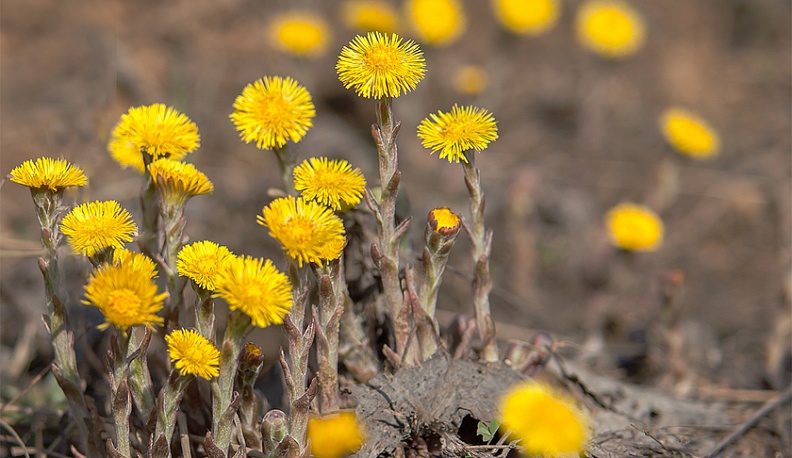 Северный ветер принесет в Калугу небольшое похолодание