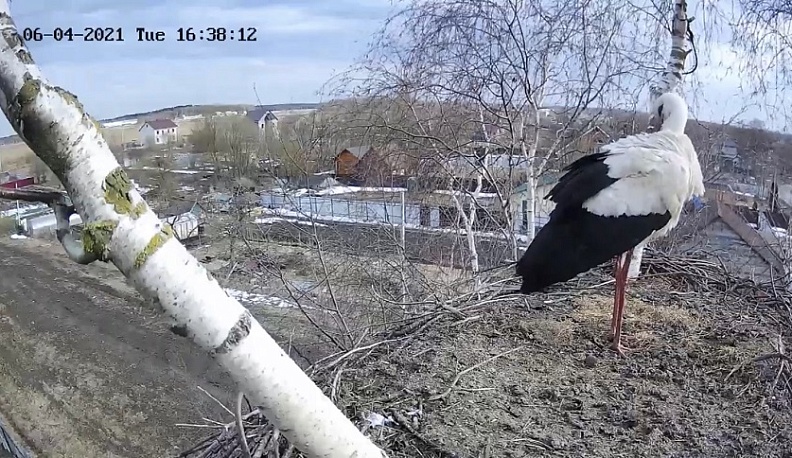 Калужане наблюдают за семейством аистов в прямом эфире
