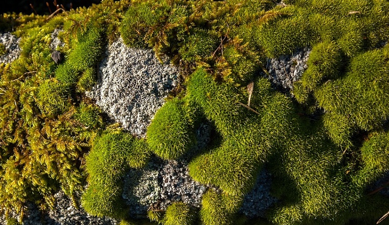 Учащихся Калужской области призывают фотографировать грибы и мхи