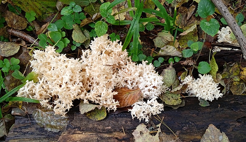 Ежовик коралловидный.