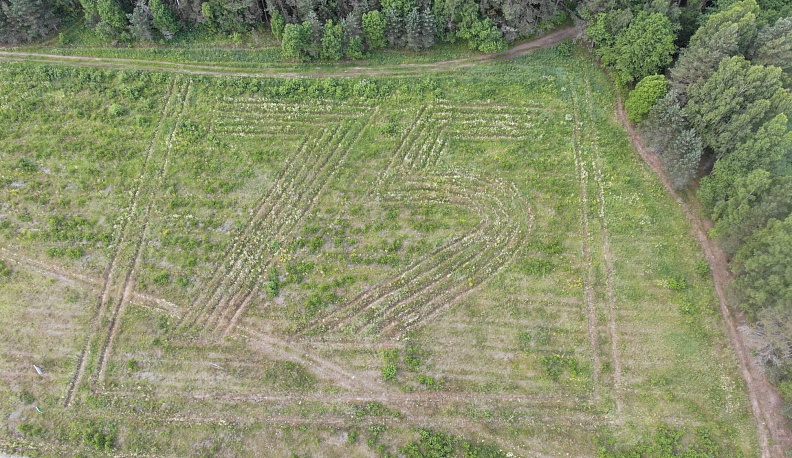 Калужские лесоводы проверили состояние геоглифов, высаженных в юбилей Победы