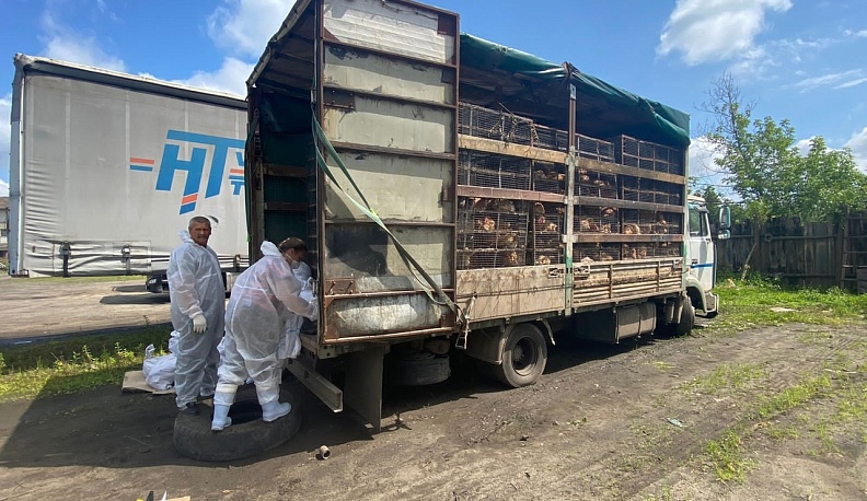 В Калужской области задержали привезший птиц в зону карантина грузовик