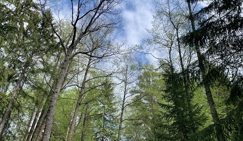 В Калужской области ввели ограничения на пребывание граждан в лесах