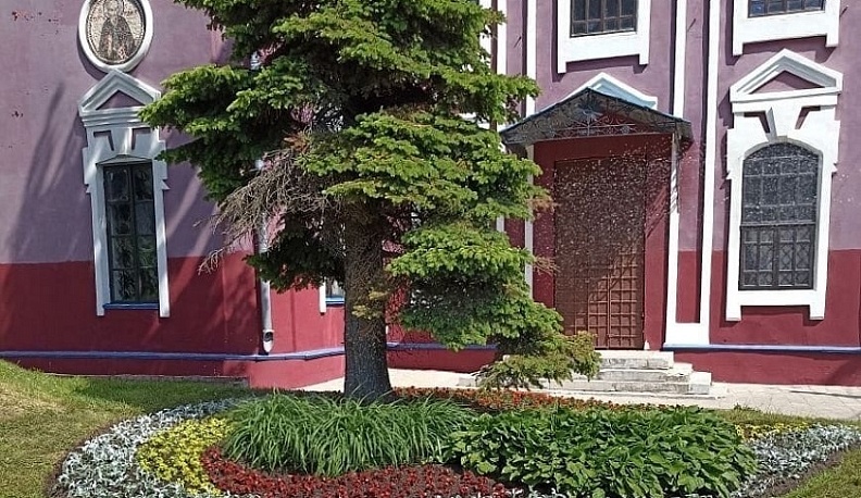 В Калуге продолжают высаживать летние цветы