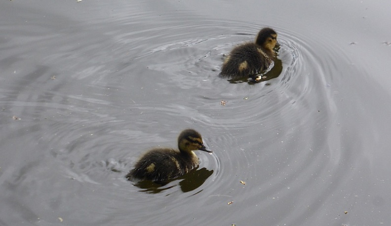 У калужских крякв начали появляться утята 