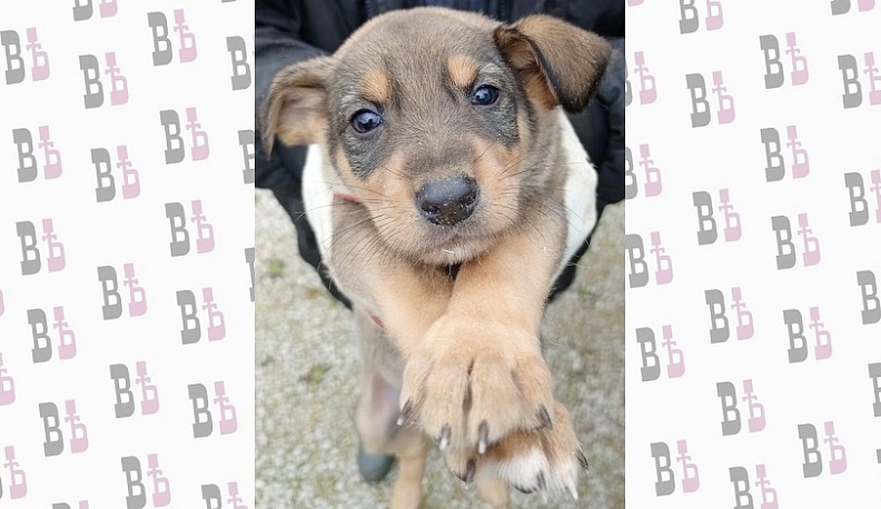 За год в Калуге произвели отлов более 300 бродячих собак