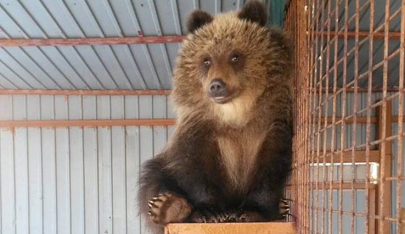 Осиротевшего камчатского медвежонка приютят в Калуге 
