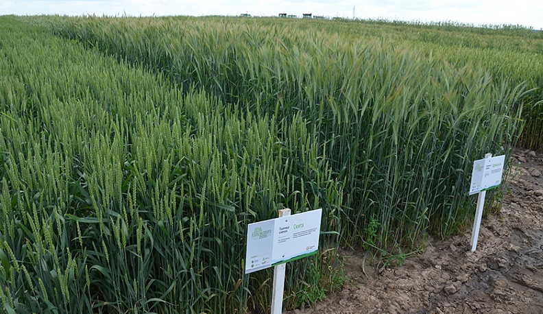 Стратегический фонд