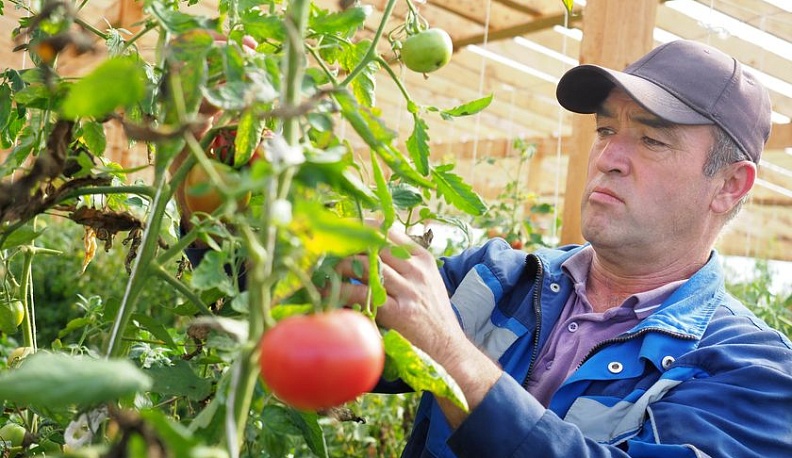 Узбекские предприниматели для выращивания помидоров облюбовали Сухиничский район