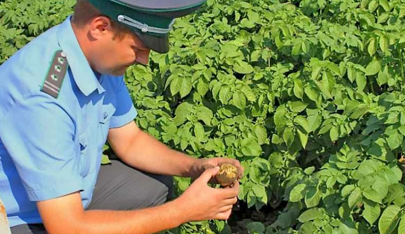 Карантин по золотистой картофельной нематоде сняли в Калужской области