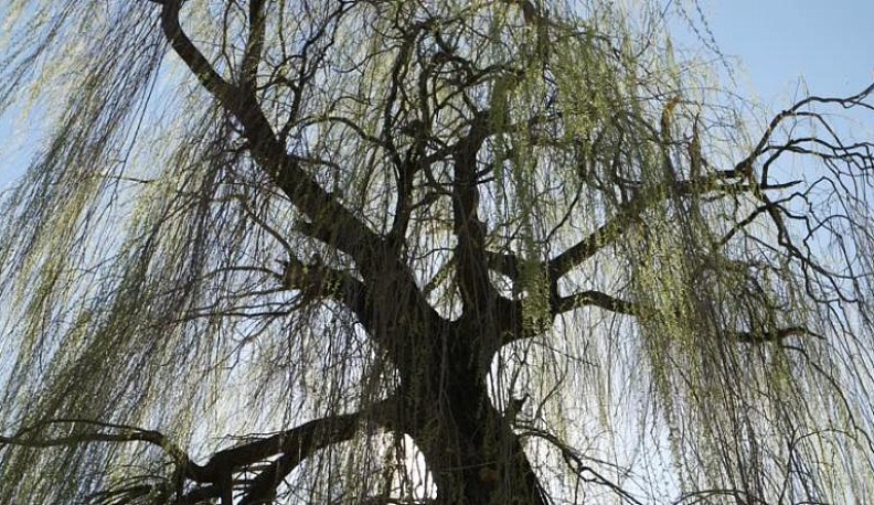 Житель Жуковского района ответит за незаконную вырубку ивы