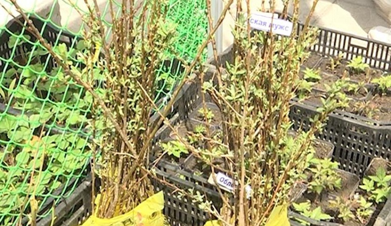 В Калужской области Россельхознадзор снял с продажи более 1000 саженцев