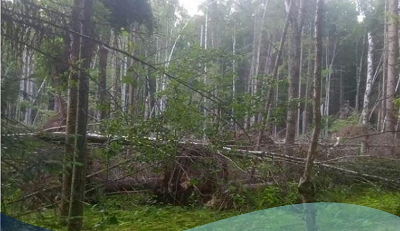 В Калужской области обследовали более 680 га лесных насаждений